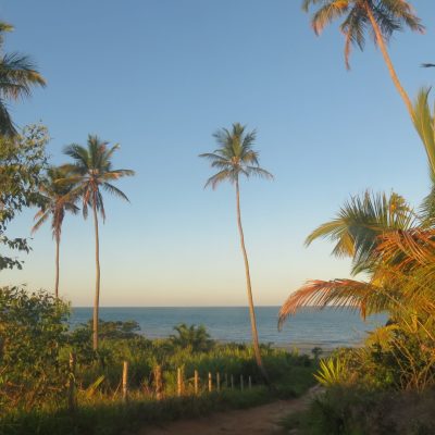 Coqueiros_em_Cumuruxatiba,_Bahia